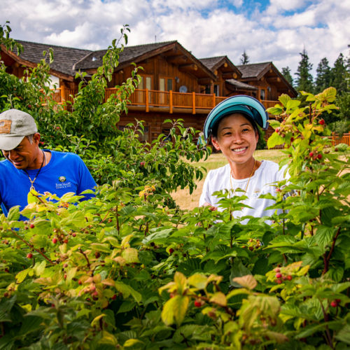 picking berries