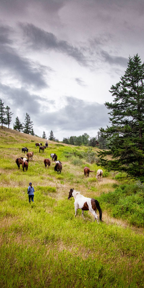 connection with horses