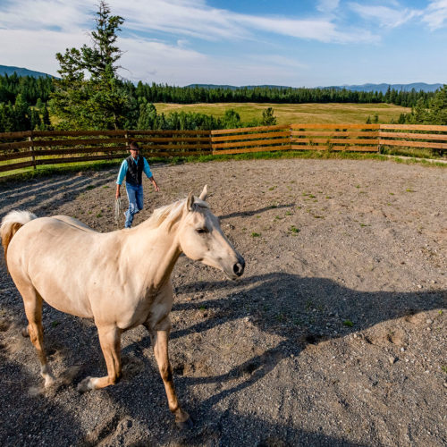 horses in the paddock at Echo Valley Ranch & Spa