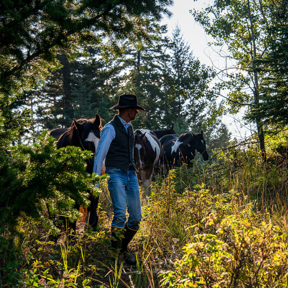 horses returning to the ranch from the pasture