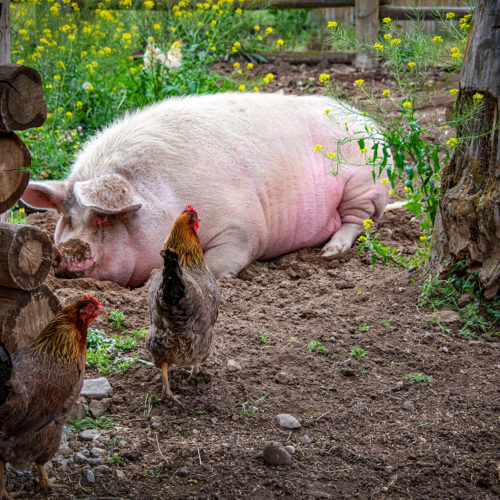 ranch animals