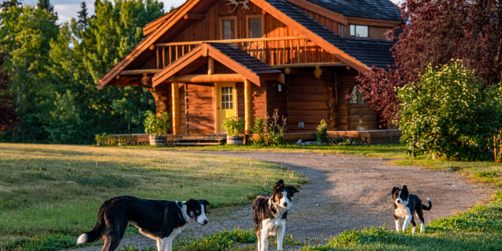 the ranch dogs