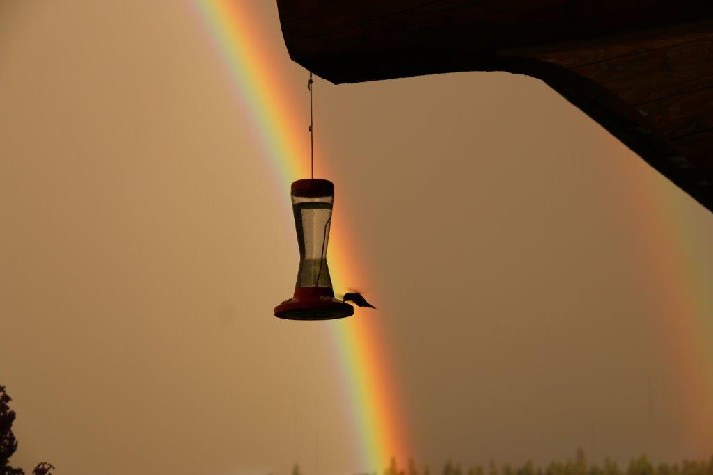 rainbow-and-hummingbird-2