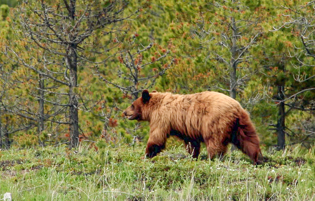 wildlife-bear-watching-echo-valley-ranch
